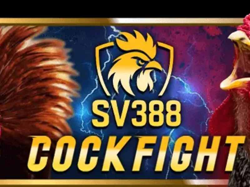 Hai con gà chiến đang đối đầu trên sàn đấu, một con đeo cựa dao và con kia đeo cựa sắt, thể hiện sự đa dạng của các loại hình đá gà.